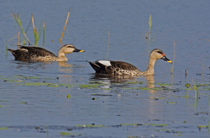 Indian Spot-billed Duck by Puneet Dhar - La Paz Group