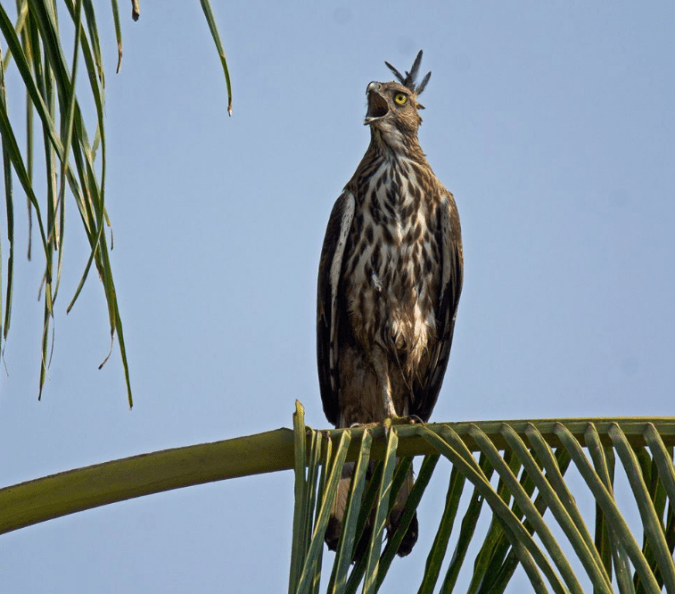 Crested Hawk-Eagle by Puneet Dhar - La Paz Group