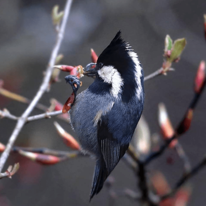Rufous-vented Tit by Gururaj Moorching - La Paz Group