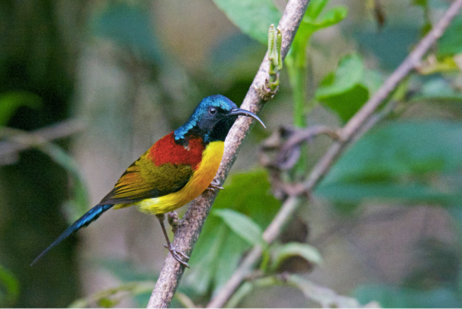Green-tailed Sunbird by Puneet Dhar - La Paz Group