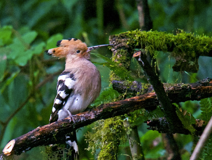 Common Eurasian Hoopoe by Puneet Dhar - La Paz Group
