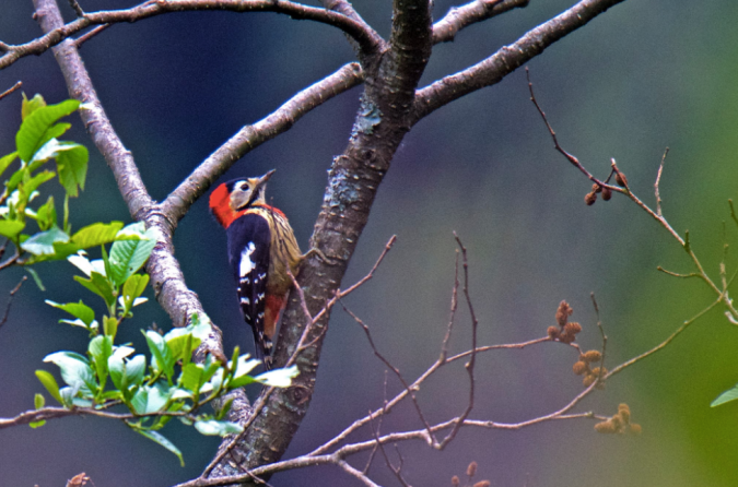 Crimson-breasted Woodpecker by Puneet Dhar - La Paz Group