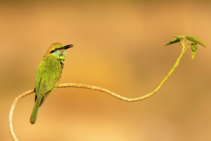 Green Bee-eater by Ramesh Desai - La Paz Group