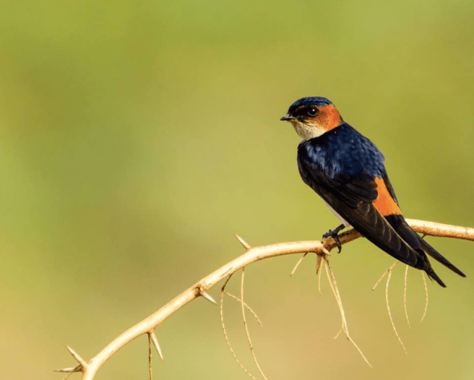  Red-rumped Swallow by Ramesh Desai - La Paz Group