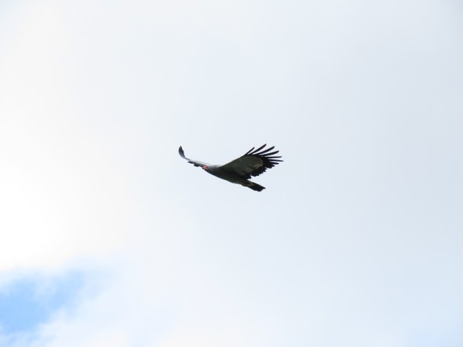 African Harrier-Hawk by Seth Inman - La Paz Group