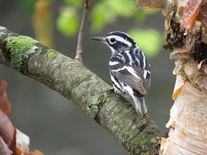 Black-and-white Warbler by Seth Inman - La Paz Group