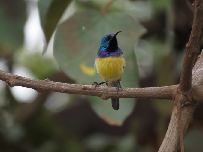 Variable Sunbird by Seth Inman - La Paz Group