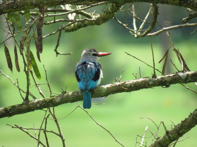 Woodland Kingfisher by Seth Inman - La Paz Group