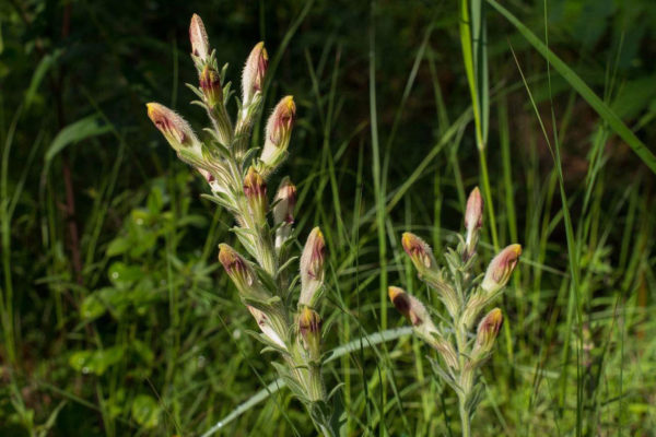 Native Prairie & Savanna In The USA | Organikos