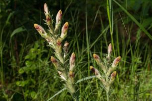 american-chaffseed_USFWS_web