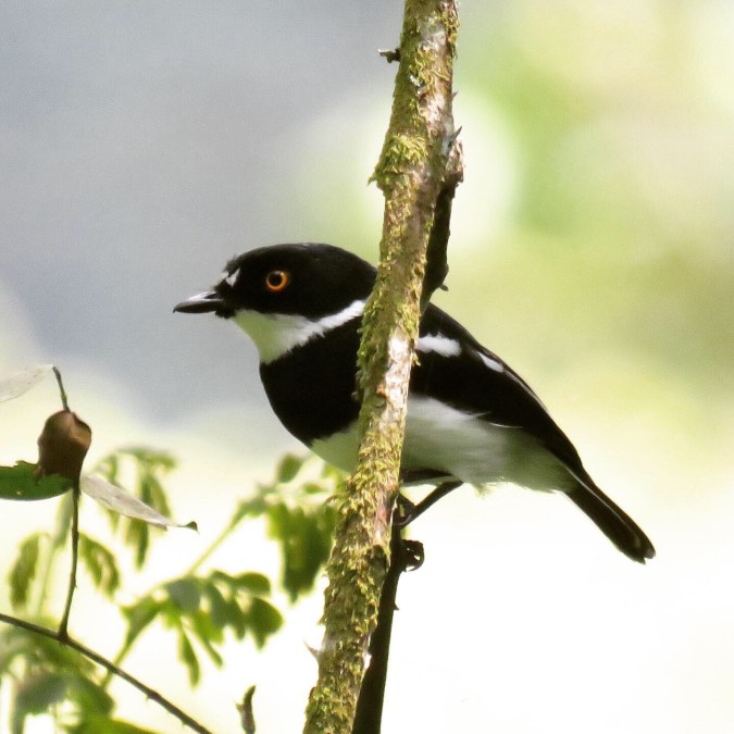 Rwenzori Batis by Seth Inman - La Paz Group
