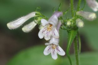 Krals-Penstemon_CumberlandPlateau_TimMartin_web.jpg