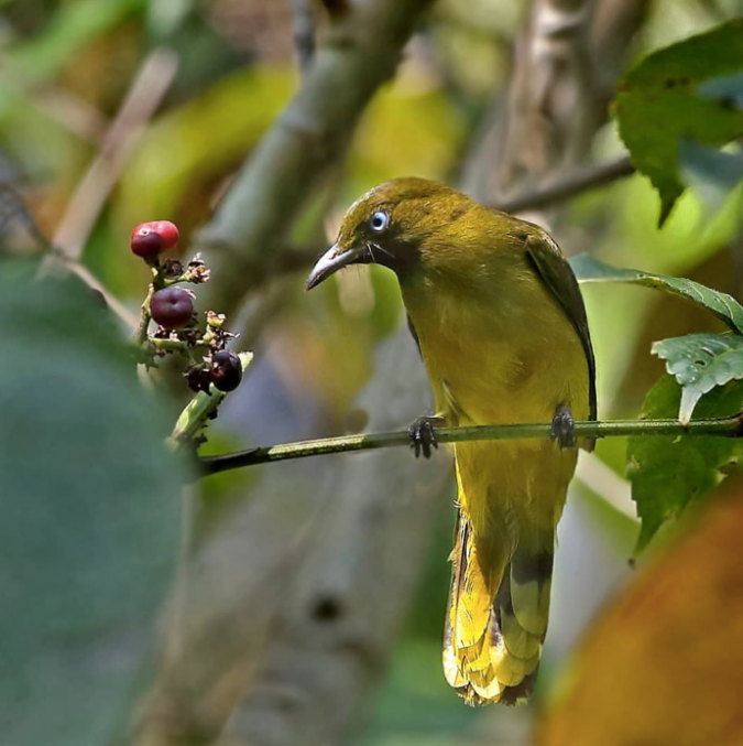 Andaman Bulbul by Gururaj Moorching - La Paz Group