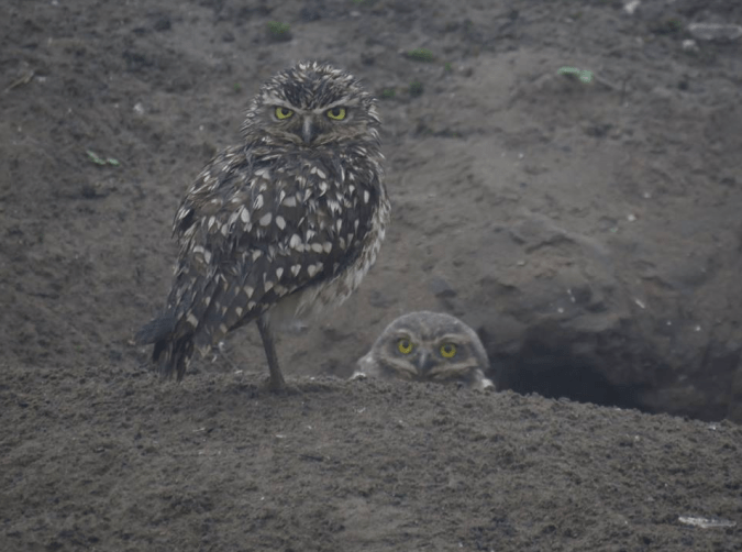 Burrowing Owls by Seth Inman - La Paz Group