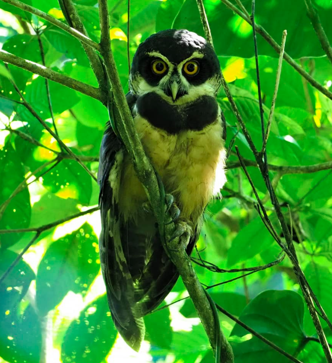 Spectacled Owl by Daniel Aldana - La Paz Group