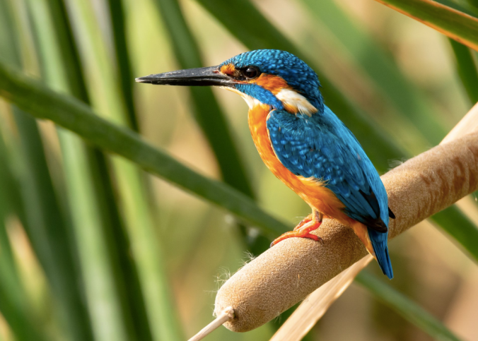 Common Kingfisher by Ramesh Desai - La Paz Group