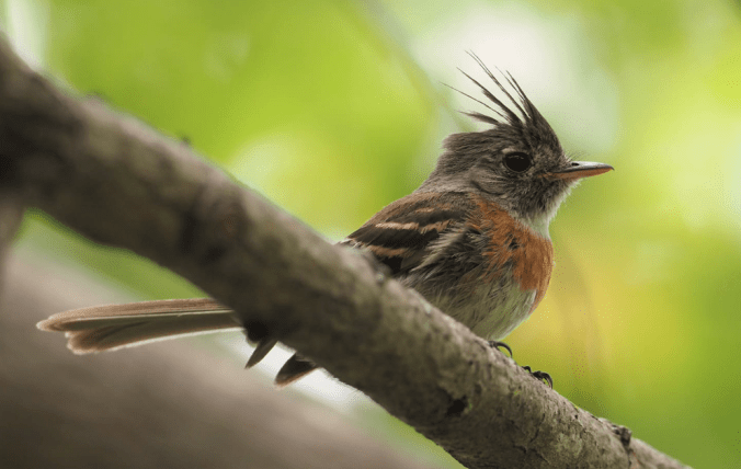 Belted Flycatcher by Daniel Aldana - La Paz Group