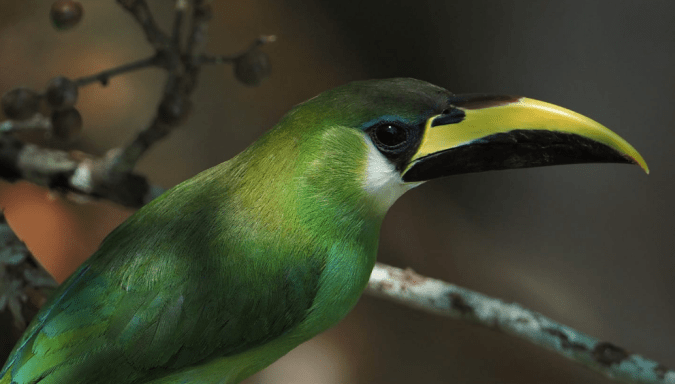 Northern Emerald Toucanet by Daniel Aldana - La Paz Group