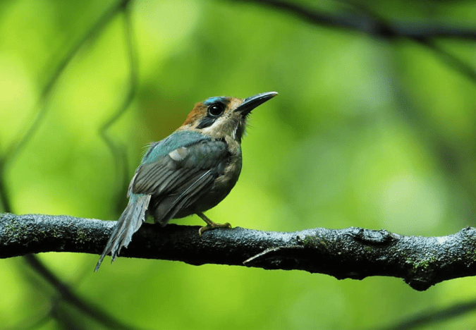 Tody Motmot by Daniel Aldana - La Paz Group