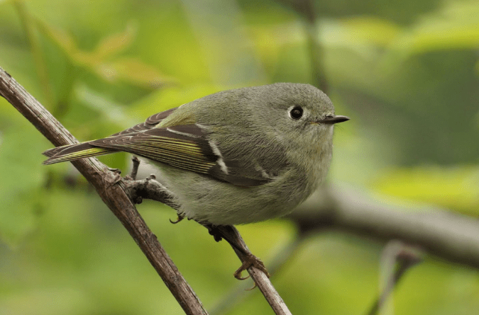 Ruby-crowned Kinglet by Daniel Aldana - La Paz Group