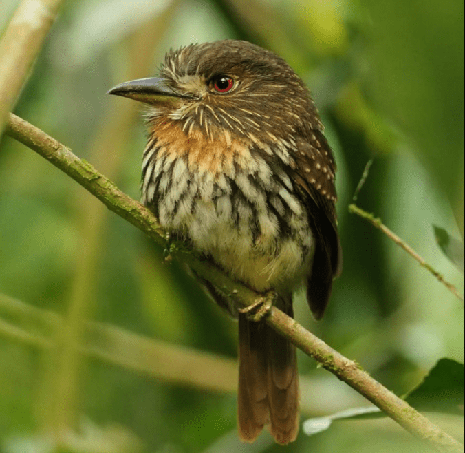 White-whiskered Puffbird by Daniel Aldana - La Paz Group