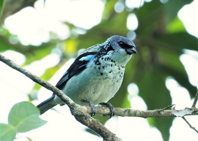 Azure-rumped Tanager by Daniel Aldana - La Paz Group