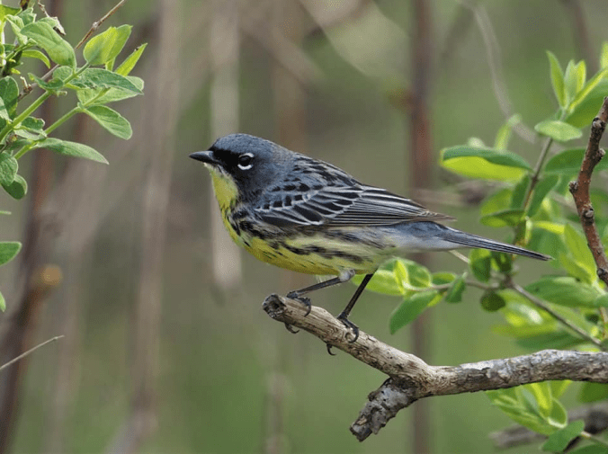 Kirtland's Warbler by Daniel Aldana - La Paz Group