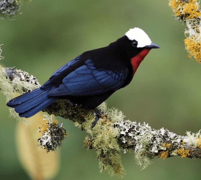 White-capped Tanager by Daniel Aldana - La Paz Group