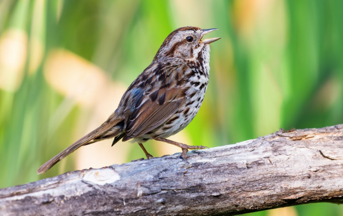 Song Sparrow by Leander Khil - La Paz Group