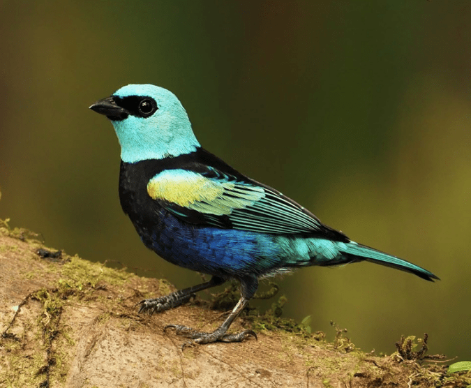 Blue-necked Tanager by Daniel Aldana - La Paz Group