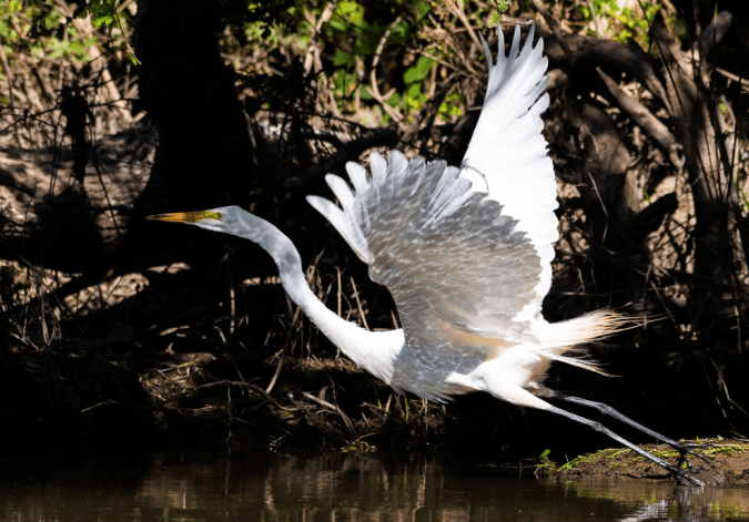 Great Egret by Leander Khil - La Paz Group