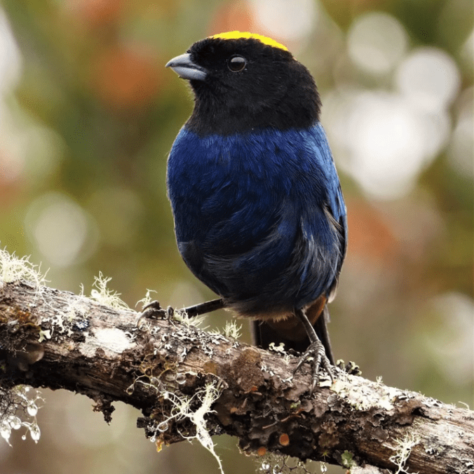 Golden-crowned Tanager by Daniel Aldana - La Paz Group