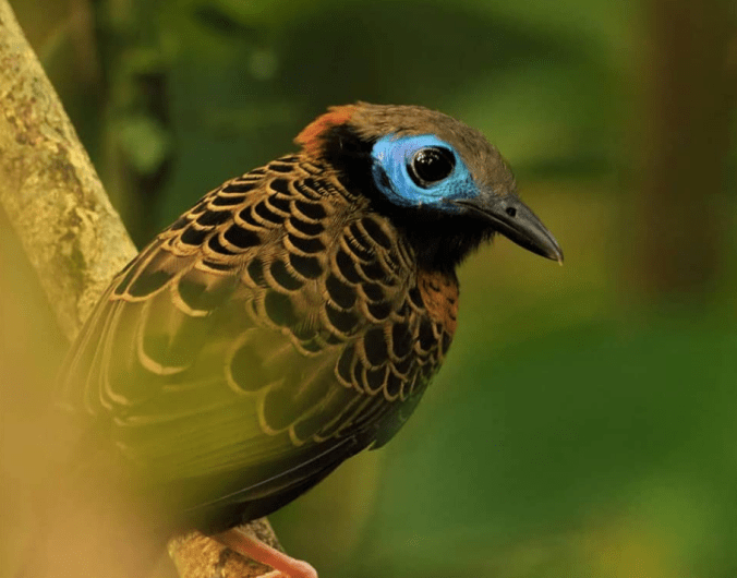 Ocellated Antbird by Daniel Aldana - La Paz Group