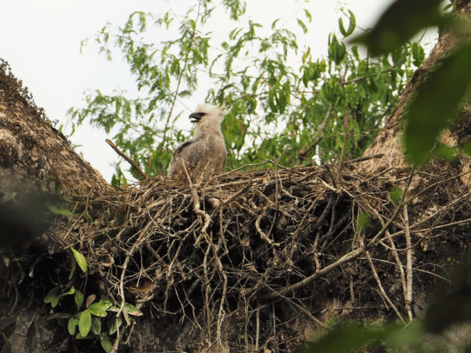 Harpy Eagle by Daniel Aldana - La Paz Group