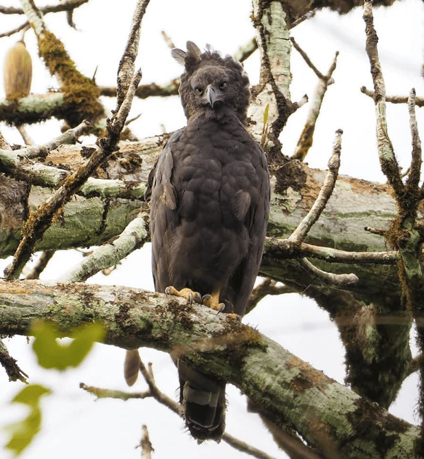 Crested Eagle by Daniel Aldana - La Paz Group