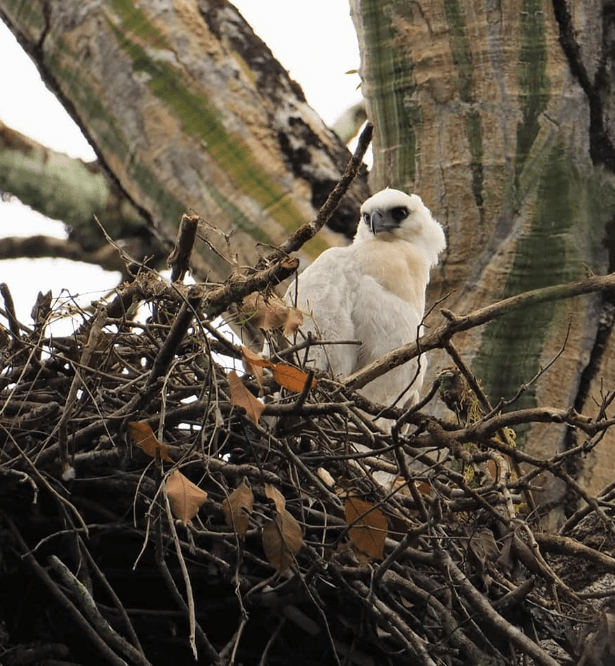 Crested Eagle by Daniel Aldana - La Paz Group