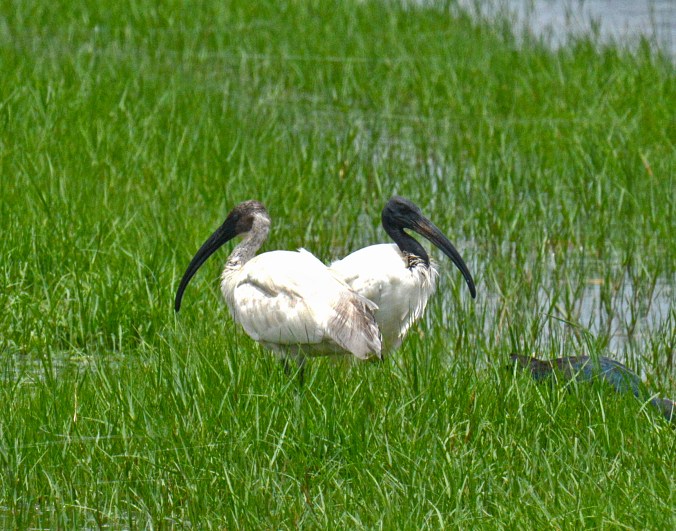Black-headed Ibis by Puneet Dhar - La Paz Group