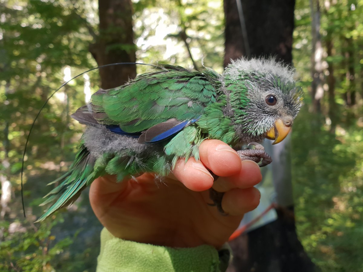 orange-fronted-parakeet-chick-with-transmitter-doc-c9811c0f185647851facaa77fc88d87cd8614f8f-s1200-c85.jpg