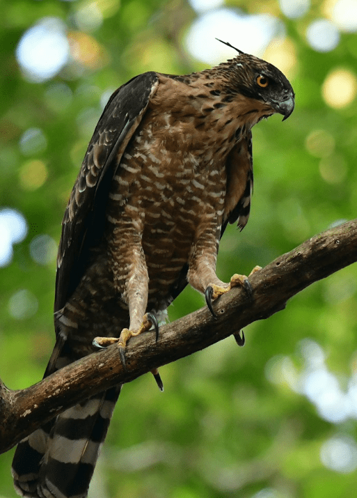 Legge's Hawk-Eagle by Vijaykumar Thondaman - La Paz Group