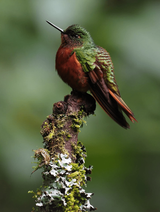 Chestnut-breasted Coronet by Daniel Aldana - La Paz Group
