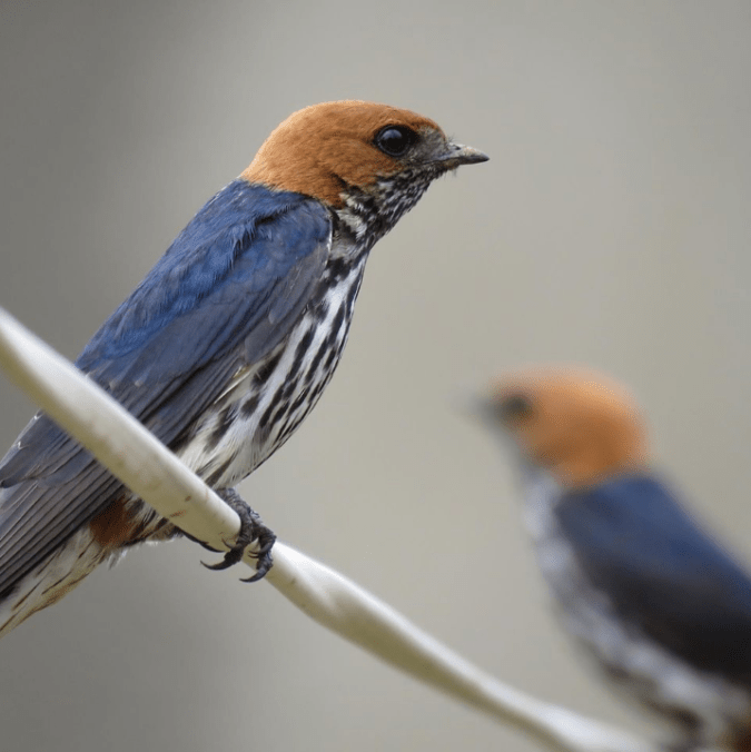 Lesser Striped Swallow by Seth Inman - La Paz Group