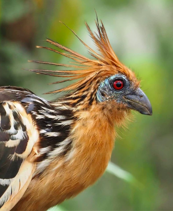 Hoatzin by Daniel Aldana - La Paz Group