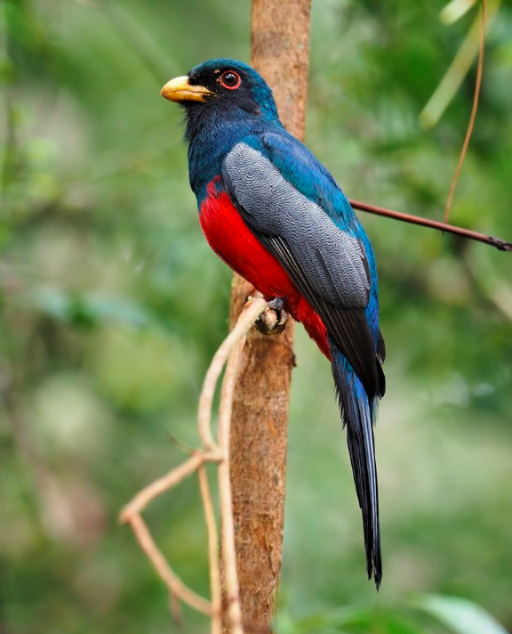 Black-tailed Trogon by Daniel Aldana - La Paz Group