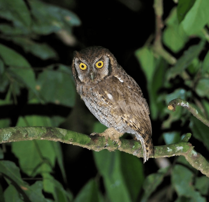 Tropical Screech-Owl by Daniel Aldana - La Paz Group