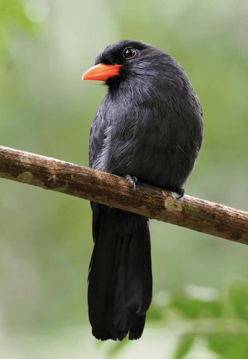 Black-fronted Nunbird by Daniel Aldana - La Paz Group