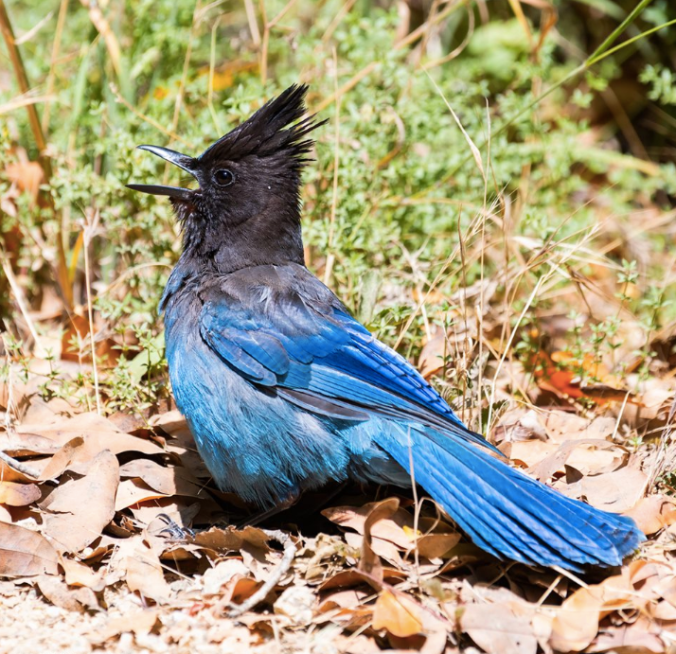 Steller's Jay by Leander Khil - La Paz Group