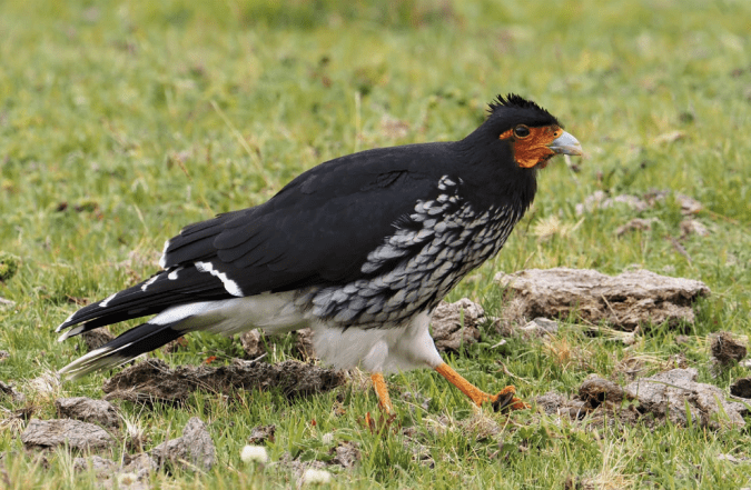 Carunculated Caracara by Daniel Aldana - La Paz Group