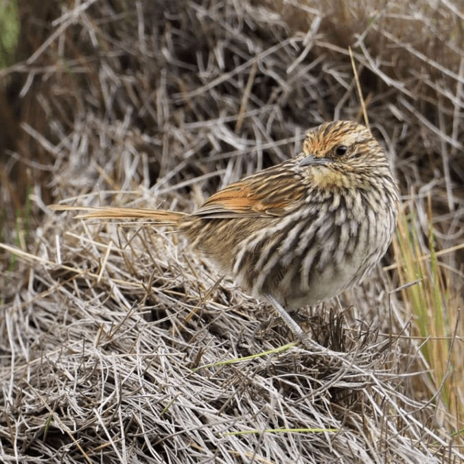Many-striped Canastero by Daniel Aldana - La Paz Group