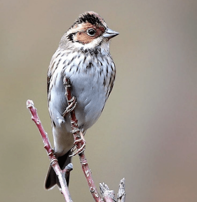Little Bunting by Gururaj Moorching - La Paz Group