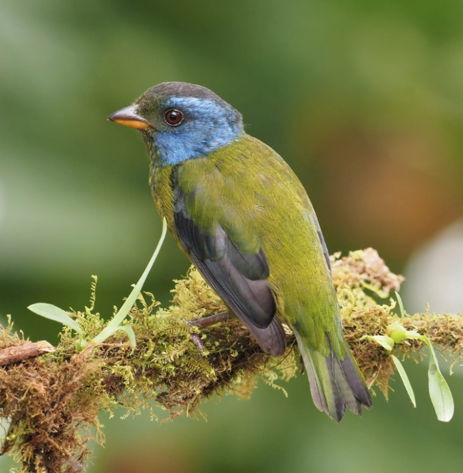 Moss-backed Tanager by Daniel Aldana - La Paz Group
